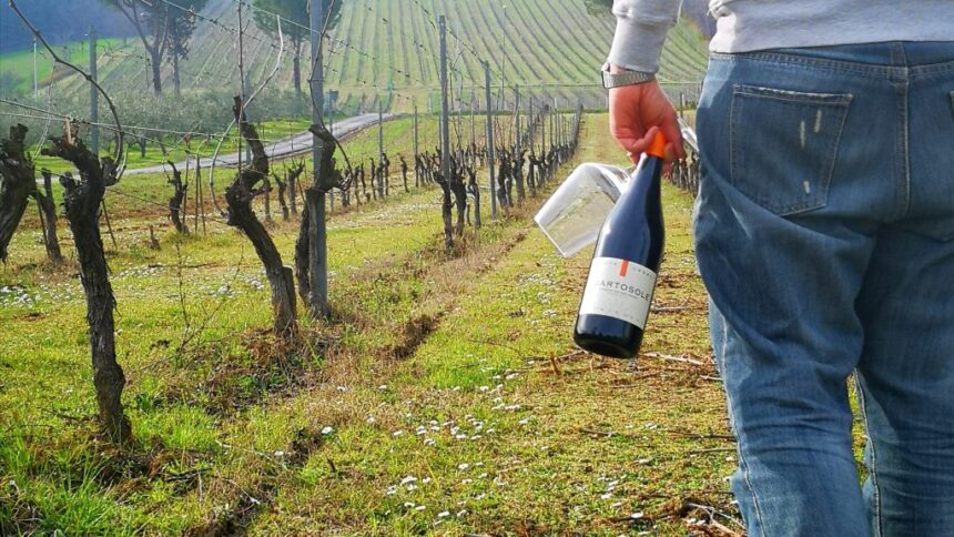 A spasso tra i vigneti di Mercato Saraceno, doppio appuntamento enogastronomico per sabato 14 e 21 marzo a cura dei Percorsi del Savio