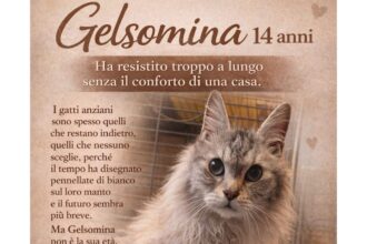 APAS San Marino. Gelsomina cerca il conforto di una casa