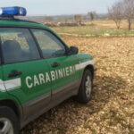 Cronaca. Rimini, cacciava uccelli protetti con trappole illegali: in casa un arsenale da guerra