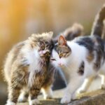 Cronaca. Cesena, allarme al Monte per la misteriosa sparizione di cani e gatti