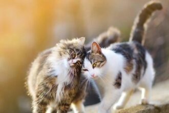 Cronaca. Cesena, allarme al Monte per la misteriosa sparizione di cani e gatti