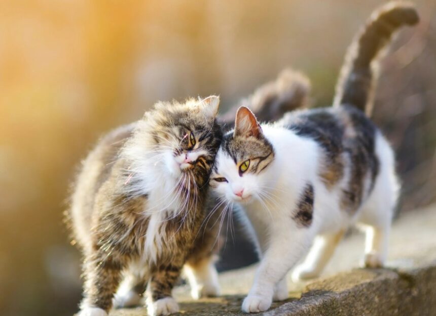 Cronaca. Cesena, allarme al Monte per la misteriosa sparizione di cani e gatti