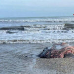 Cronaca. Ravenna, raro pesce luna trovato morto sulla spiaggia di Marina