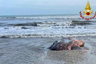 Cronaca. Ravenna, raro pesce luna trovato morto sulla spiaggia di Marina