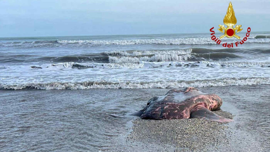 Cronaca. Ravenna, raro pesce luna trovato morto sulla spiaggia di Marina