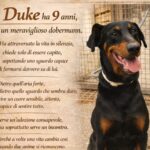 APAS San Marino. Un’adozione consapevole per Duke, dobermann dall’aria forte ma dal cuore sensibile