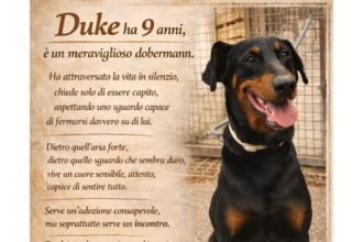 APAS San Marino. Un’adozione consapevole per Duke, dobermann dall’aria forte ma dal cuore sensibile