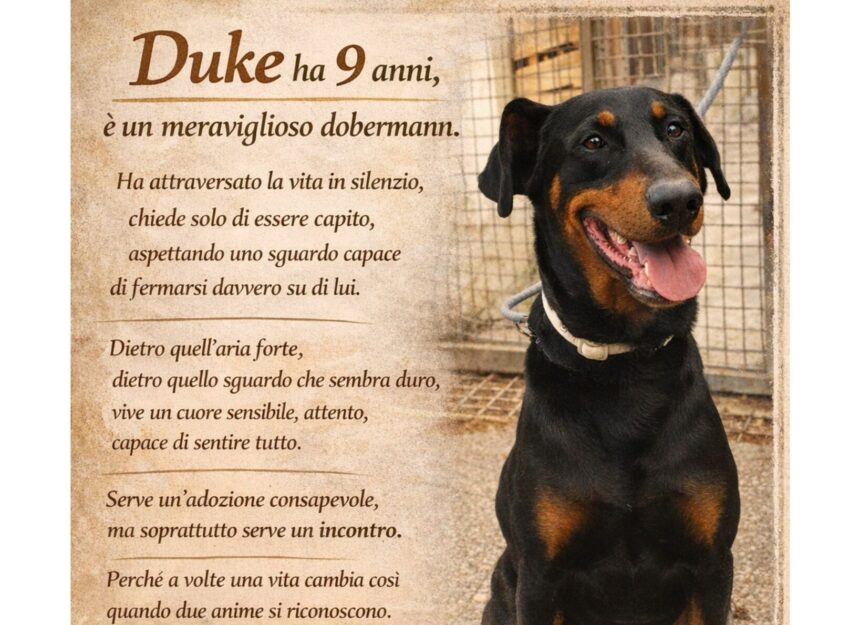 APAS San Marino. Un’adozione consapevole per Duke, dobermann dall’aria forte ma dal cuore sensibile