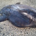 Un pesce luna lungo oltre due metri trovato senza vita a Marina di Ravenna