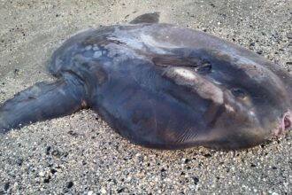 Un pesce luna lungo oltre due metri trovato senza vita a Marina di Ravenna