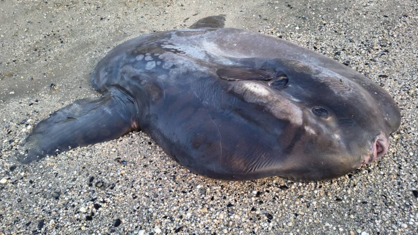 Un pesce luna lungo oltre due metri trovato senza vita a Marina di Ravenna