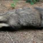 Cronaca, San Marino. Soccorre un tasso a Valdragone ma viene morso: scatta il protocollo antirabbico per un 53enne