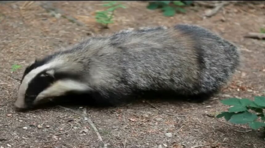 Cronaca, San Marino. Soccorre un tasso a Valdragone ma viene morso: scatta il protocollo antirabbico per un 53enne