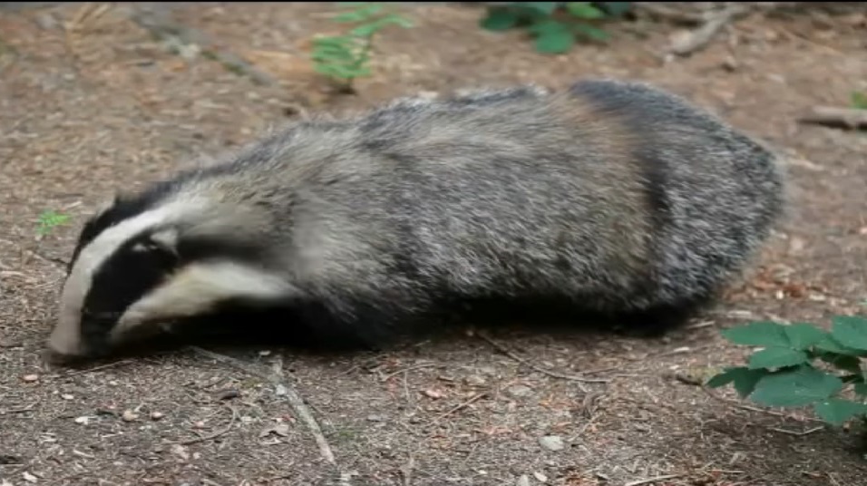 Cronaca, San Marino. Soccorre un tasso a Valdragone ma viene morso: scatta il protocollo antirabbico per un 53enne