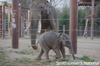 Washington, debutta l’elefantina Linh Mai: cresciuta dal branco, prova a riavvicinarsi alla madre
