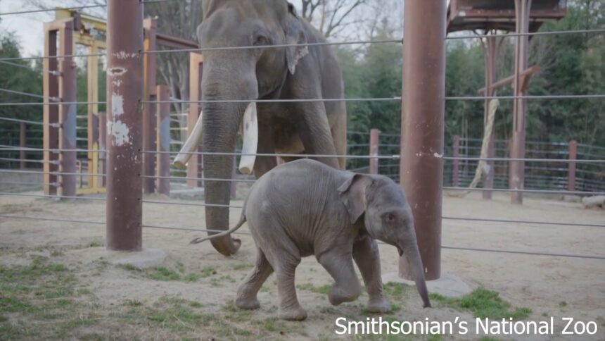 Washington, debutta l’elefantina Linh Mai: cresciuta dal branco, prova a riavvicinarsi alla madre