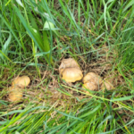 San Marino, raccolta funghi: obbligatorio il tesserino per tutelare l’ambiente e la salute pubblica