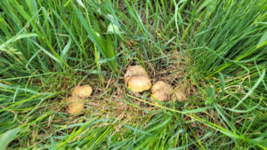 San Marino, raccolta funghi: obbligatorio il tesserino per tutelare l’ambiente e la salute pubblica