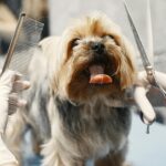 Esplode la ‘dog wellness’, negli USA anche mille dollari a seduta per il benessere del cane