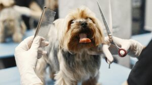 Esplode la ‘dog wellness’, negli USA anche mille dollari a seduta per il benessere del cane