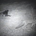 Rimini, scatta il piano di controllo delle volpi: caccia autorizzata fino al 2027