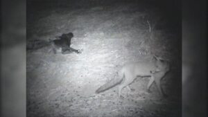 Rimini, scatta il piano di controllo delle volpi: caccia autorizzata fino al 2027