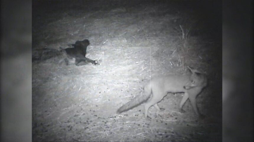 Rimini, scatta il piano di controllo delle volpi: caccia autorizzata fino al 2027