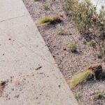 Rimini, vandali nella notte: sradicate decine di piantine appena messe a dimora sul lungomare