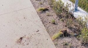 Rimini, vandali nella notte: sradicate decine di piantine appena messe a dimora sul lungomare