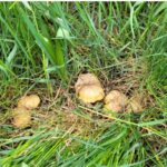 San Marino – Regolamentazione per la ricerca e la raccolta dei funghi in territorio sammarinese. Serve il tesserino