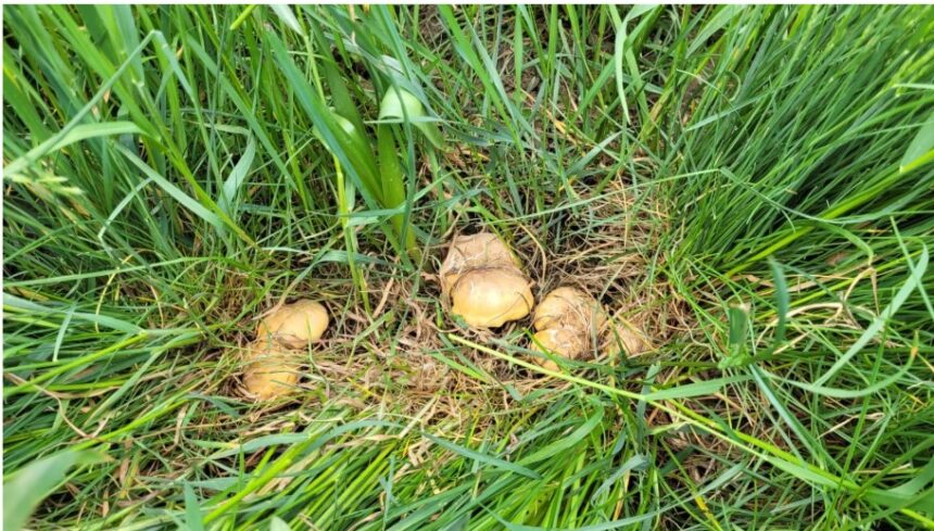 San Marino – Regolamentazione per la ricerca e la raccolta dei funghi in territorio sammarinese. Serve il tesserino