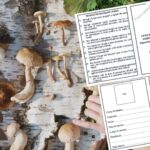 Raccolta funghi, anche a San Marino obbligatorio il patentino