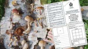 Raccolta funghi, anche a San Marino obbligatorio il patentino
