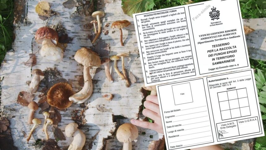 Raccolta funghi, anche a San Marino obbligatorio il patentino