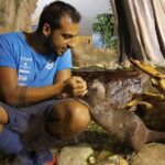 Anche le lontre festeggiano la Pasqua. All’Acquario di Cattolica la caccia alle uova è solo per loro