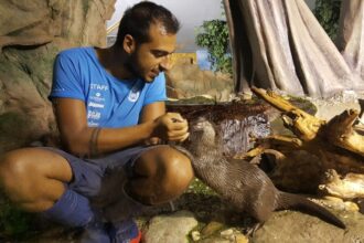 Anche le lontre festeggiano la Pasqua. All’Acquario di Cattolica la caccia alle uova è solo per loro