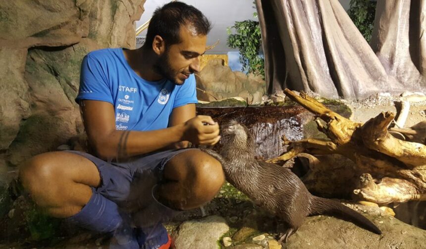 Anche le lontre festeggiano la Pasqua. All’Acquario di Cattolica la caccia alle uova è solo per loro
