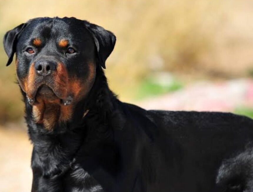 San Marino. Repubblica Futura sbaglia: i “cani da guardia della democrazia” non sono solo i giornalisti accreditati … di Marco Severini