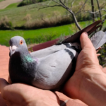 San Marino, impresa del Team Casadei-Segnini: la colombina ferita dal falco trionfa nella gara da Vasto