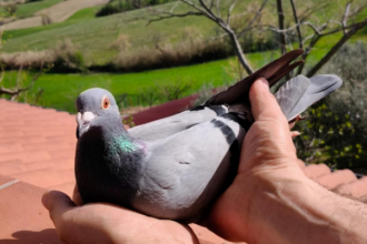 San Marino, impresa del Team Casadei-Segnini: la colombina ferita dal falco trionfa nella gara da Vasto