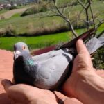 San Marino – Gara colombi viaggiatori, oro per il Titano con una storia miracolosa e incredibile