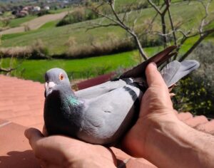 San Marino – Gara colombi viaggiatori, oro per il Titano con una storia miracolosa e incredibile