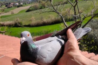 San Marino – Gara colombi viaggiatori, oro per il Titano con una storia miracolosa e incredibile