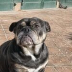 APAS San Marino. Beatrice in cerca di famiglia