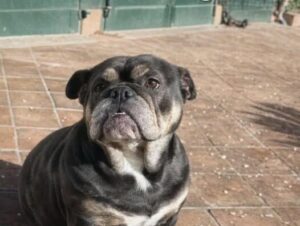 APAS San Marino. Beatrice in cerca di famiglia