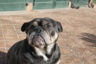 APAS San Marino. Beatrice in cerca di famiglia