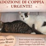 APAS San Marino. Adozione di coppia urgente! Jerry e Samira cercano serenità in una nuova casa