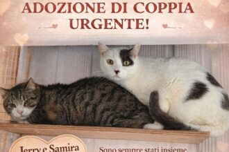 APAS San Marino. Adozione di coppia urgente! Jerry e Samira cercano serenità in una nuova casa