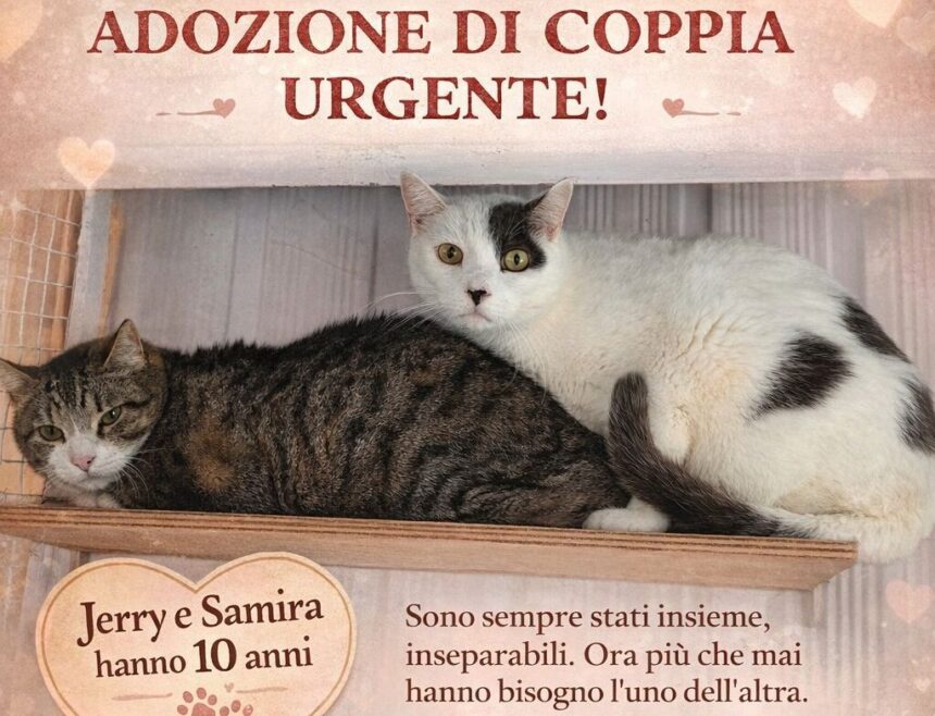 APAS San Marino. Adozione di coppia urgente! Jerry e Samira cercano serenità in una nuova casa