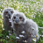 Nati due piccoli gufetti a Oltremare: nuovi ambasciatori della bellezza e fragilità della Natura